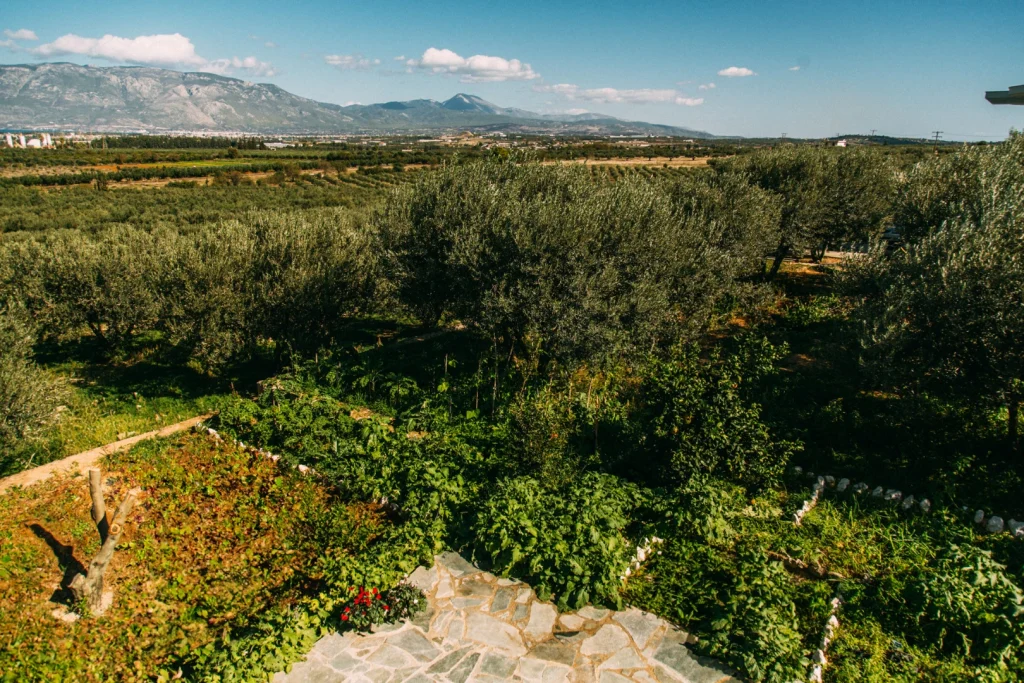 Where olive groves, wild herbs and culinary tradition meet. - The Bouquet From the Farm